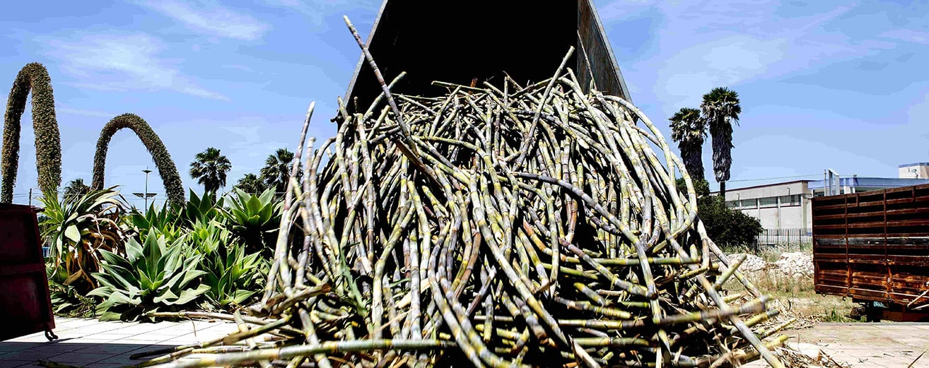 Mater Rum, the Rum from Sicily